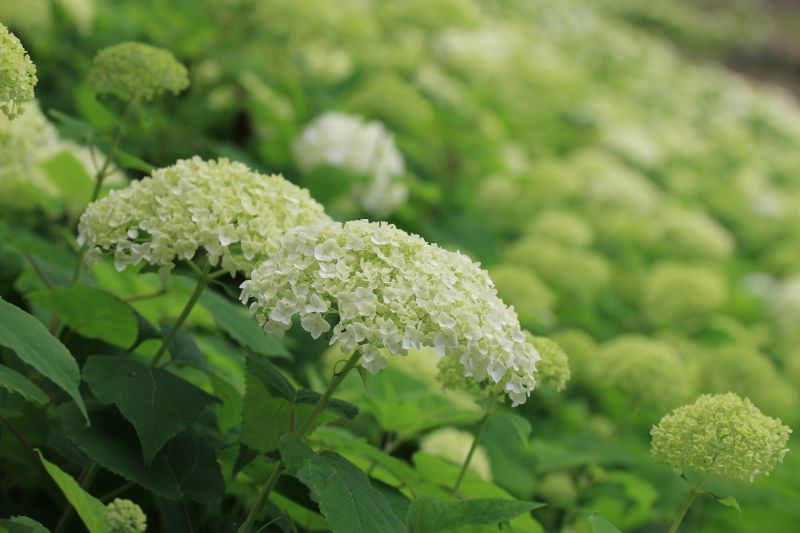 Ajisai cánh trắng quý hiếm